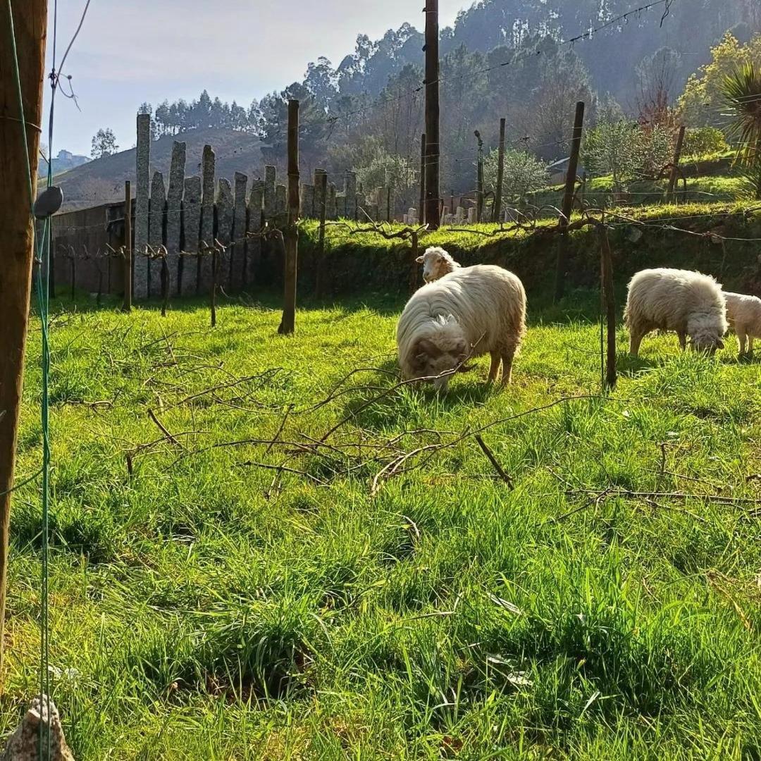 Vila Moinhos Carvalhas Arcos de Valdevez Exteriér fotografie